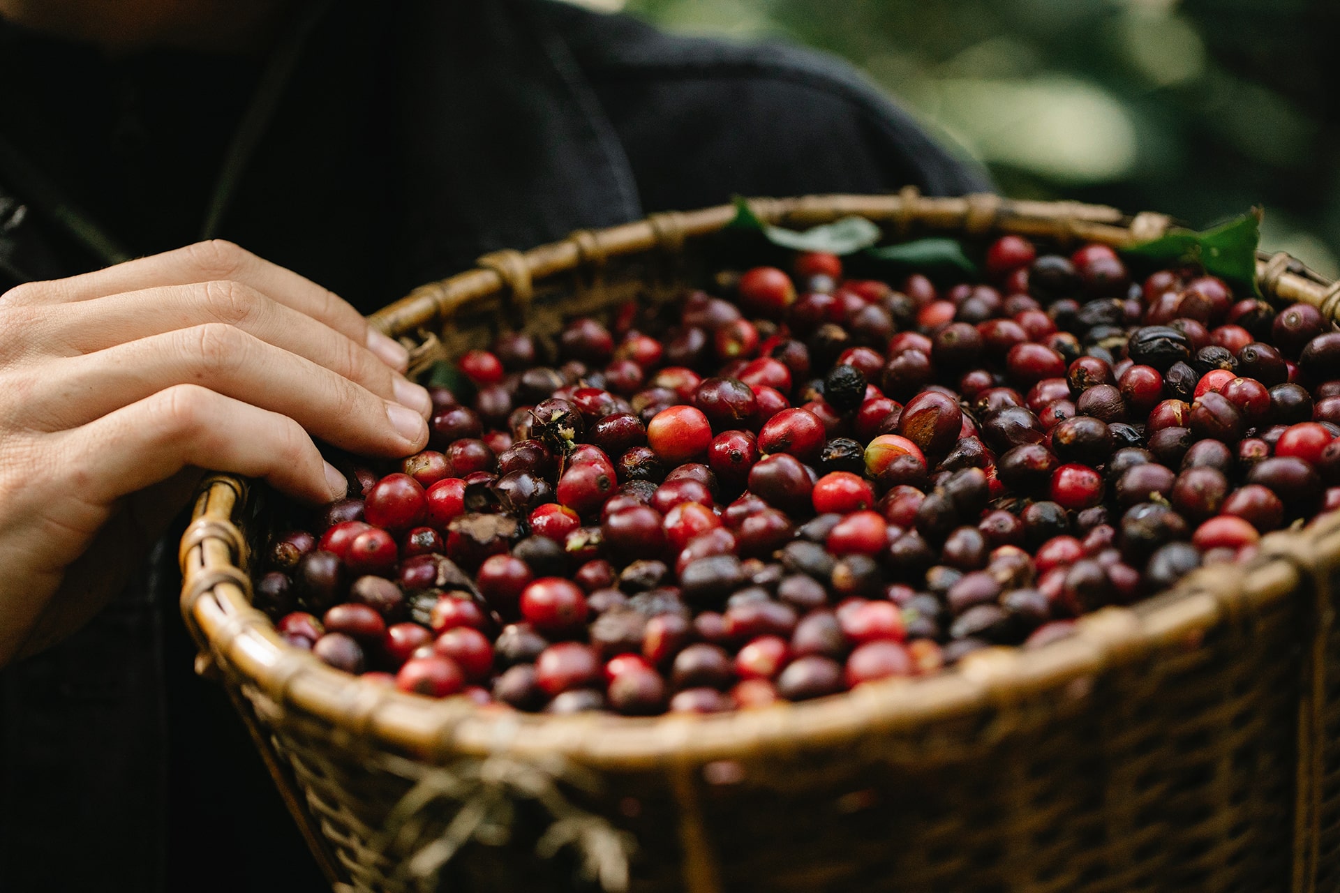 Our Coffee is Grown and Harvested for You