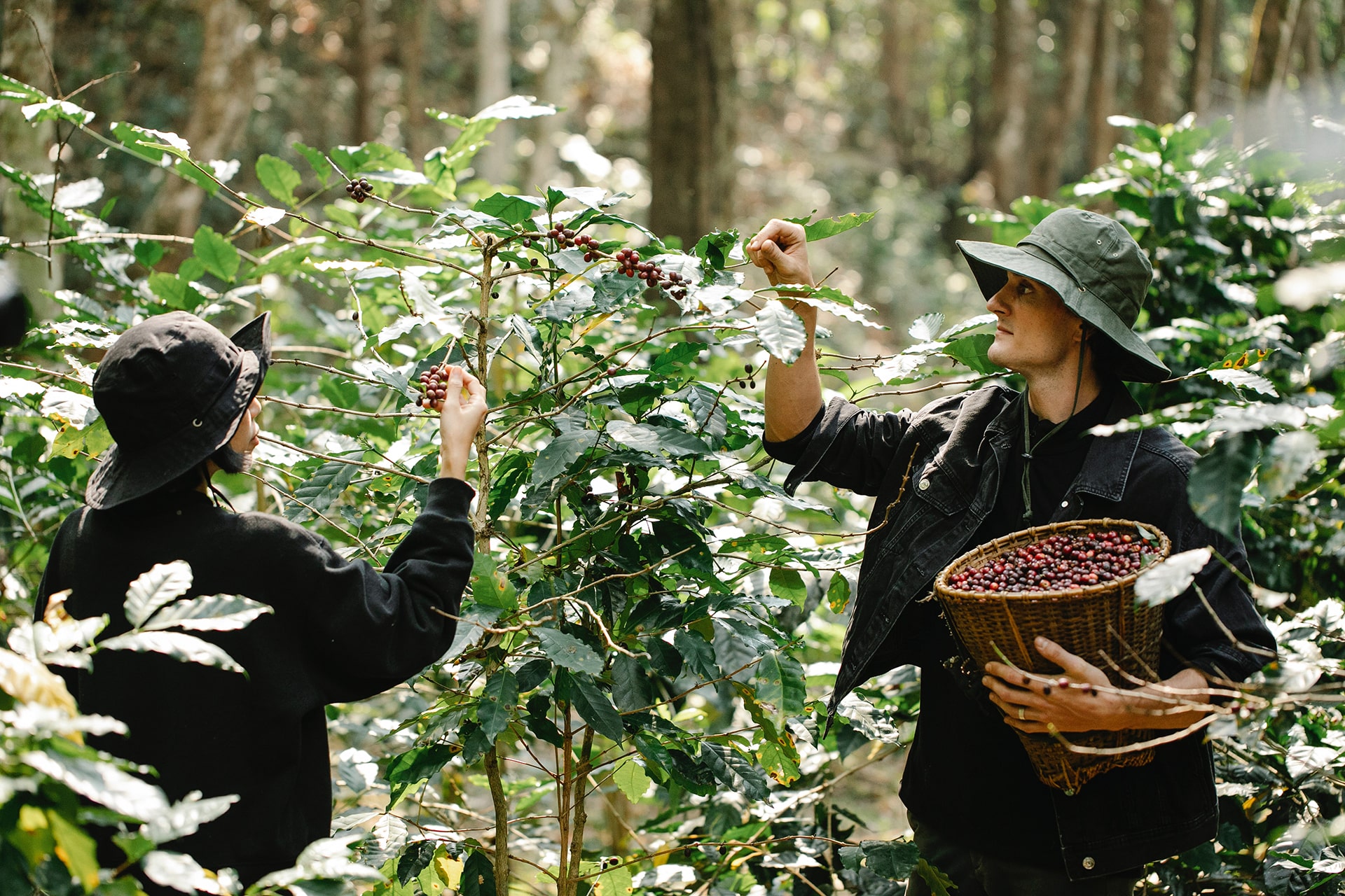 Collecting Our Coffee Harvest for Further Roasting