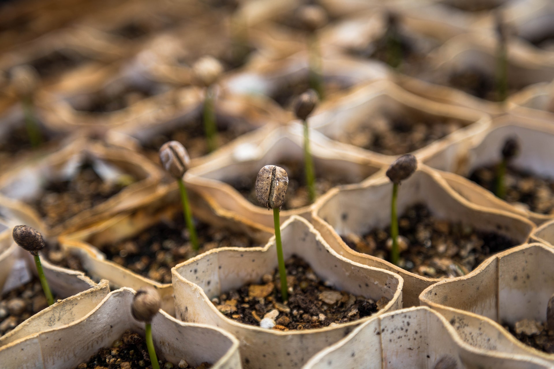 Helpful Guide to Growing Coffee Beans